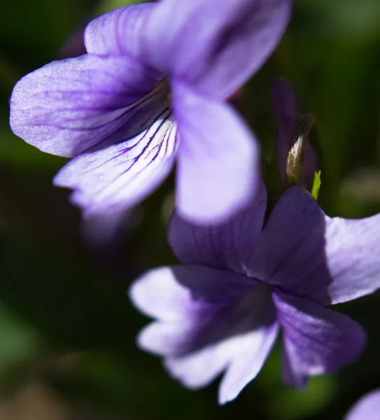 Foresta di primavera — Foto Stock