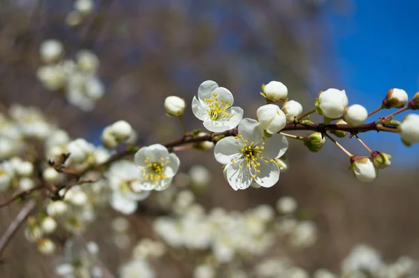 Hora da Primavera — Fotografia de Stock