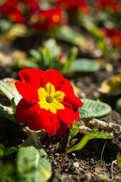 Frühlingsblumen — Stockfoto