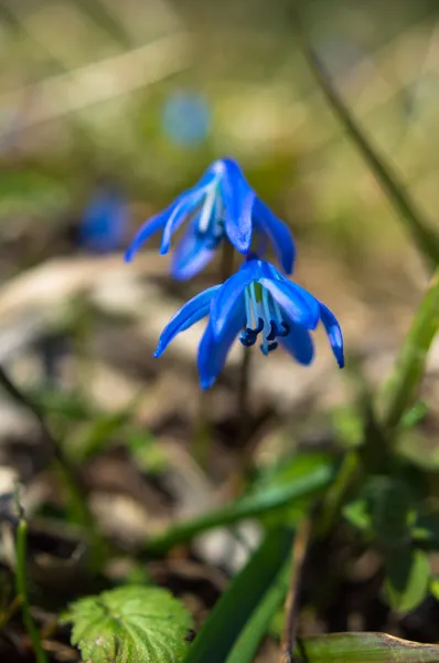 Voorjaarstijd — Stockfoto