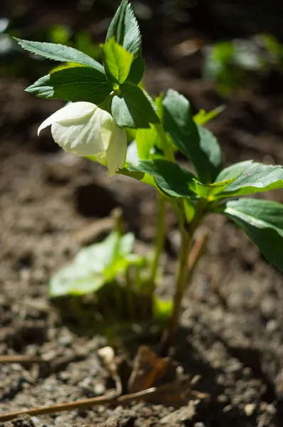 Цветы Helleborus — стоковое фото