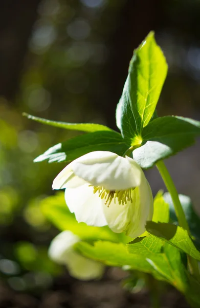 Helleborus květiny — Stock fotografie