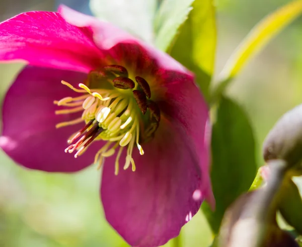 Helleborus квіти — стокове фото