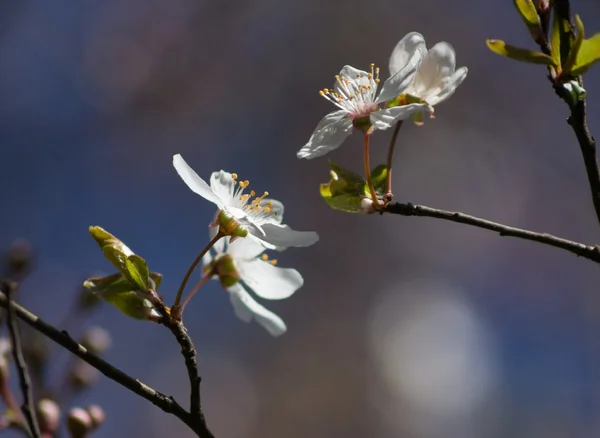 Cerejeira florescendo — Fotografia de Stock
