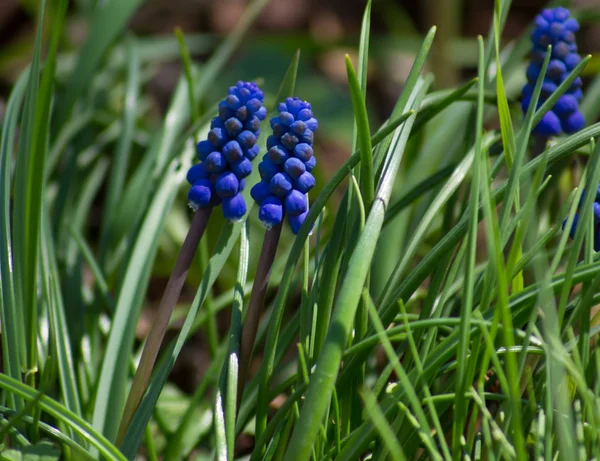 Grape Hyacinth — Stock Photo, Image