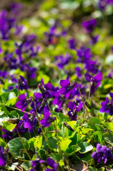 Viola odorata květiny — Stock fotografie