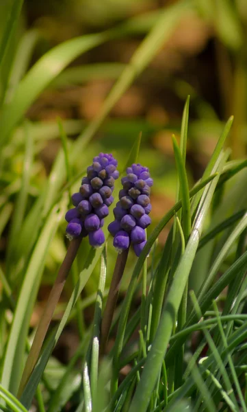 Grape Hyacinth — Stock Photo, Image