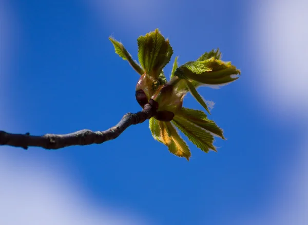 Albero di castagno — Foto Stock