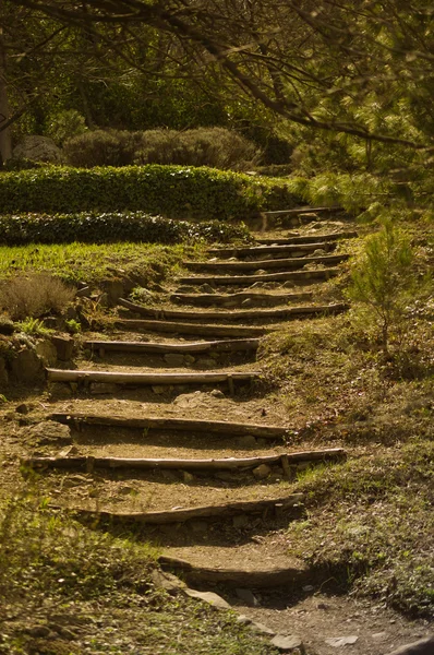 Forêt de printemps — Photo