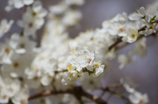 Kirsebærtræ blomstrende - Stock-foto