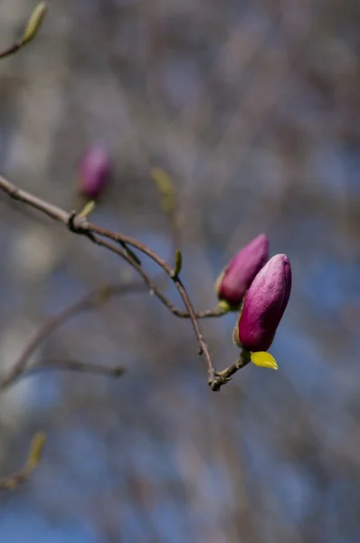 Magnolie blüht — Stockfoto