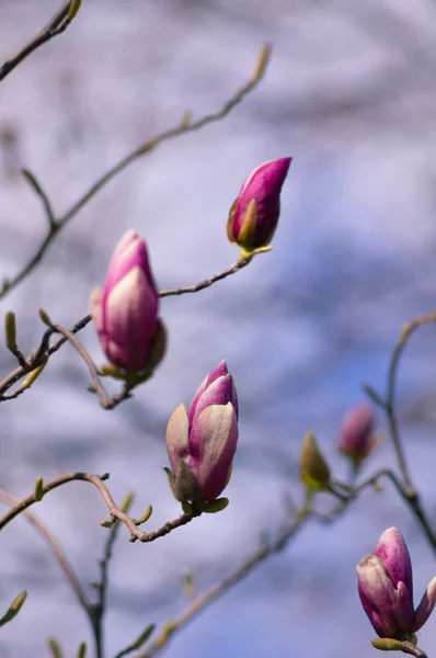 Magnolie blüht — Stockfoto