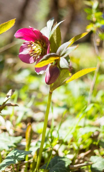 Helleborus квіти — стокове фото