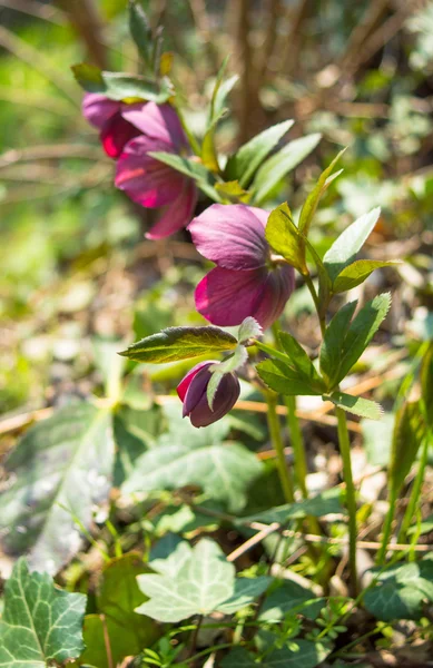 Helleborus — Stock Photo, Image