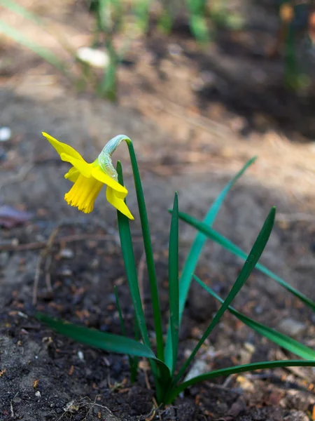 Žluté narcisy květ — Stock fotografie