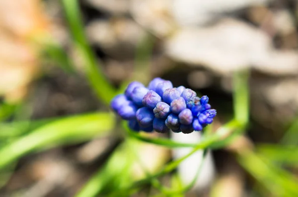 Grape Hyacinth — Stock Photo, Image