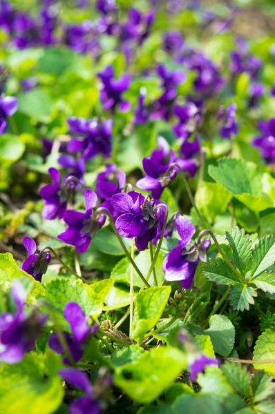 Violas in the forest — Stock Photo, Image