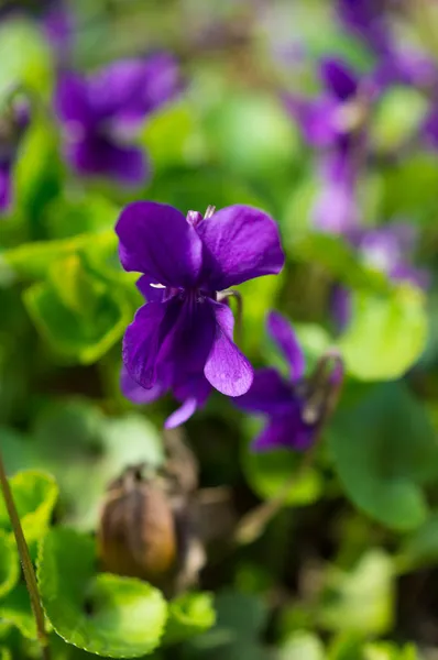 Violas in the forest — Stock Photo, Image