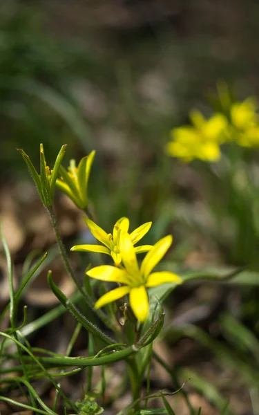 Ranunculus ficaria — Stock Photo, Image