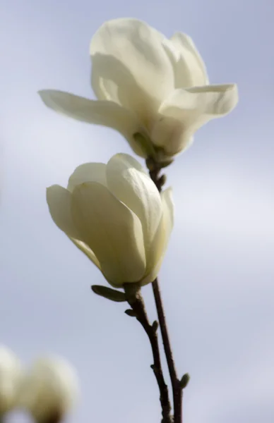 Magnoliaträd blommar — Stockfoto