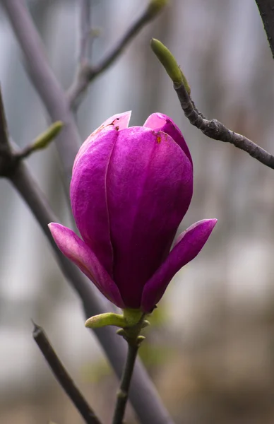 Magnolia arbre floraison — Photo
