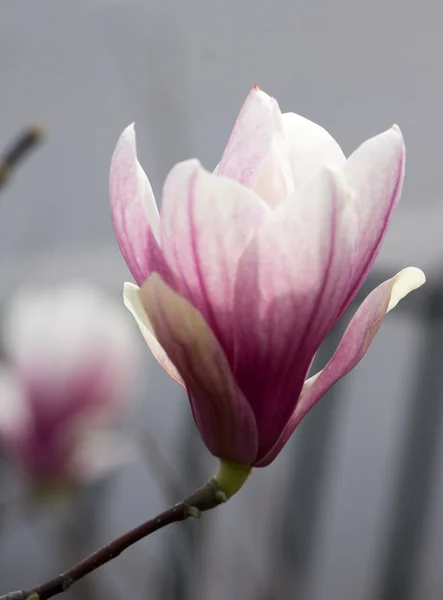 Magnolienbaum blüht — Stockfoto