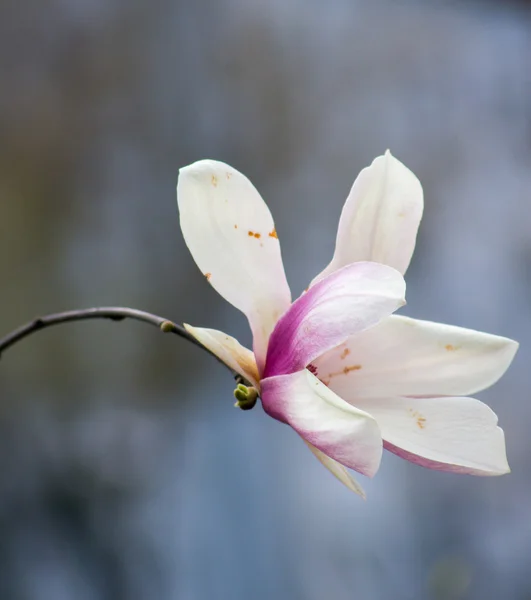 Magnoliaboom in bloei — Stockfoto