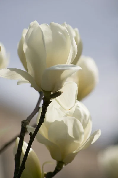 Kwitnące drzewa magnolii — Zdjęcie stockowe