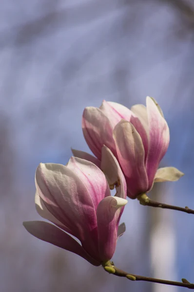 Magnolia arbre floraison — Photo