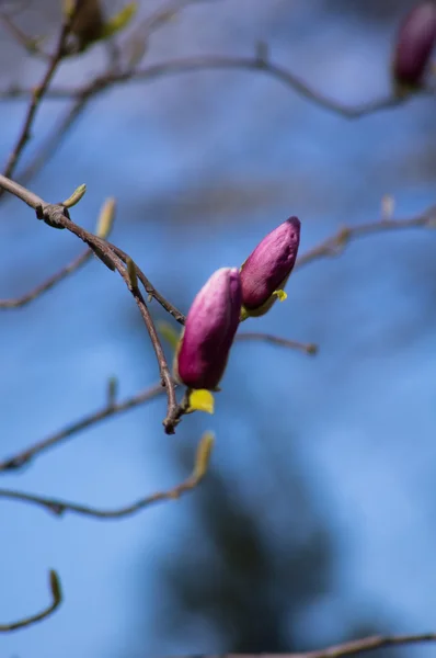 Magnolie blüht — Stockfoto