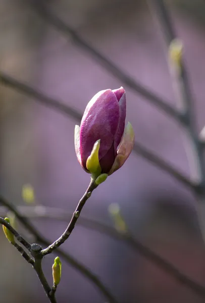 Magnolie strom kvetoucí — Stock fotografie