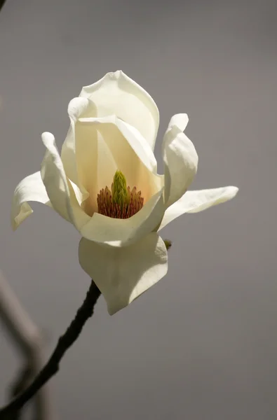 Magnolia albero fioritura — Foto Stock
