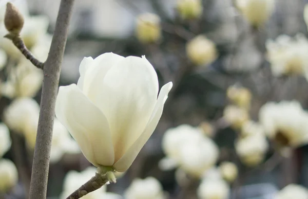 Magnolienbaum blüht — Stockfoto