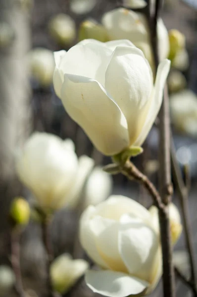 Magnolia árvore florescendo — Fotografia de Stock