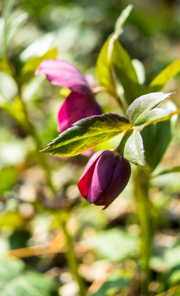 Helleborus — стокове фото