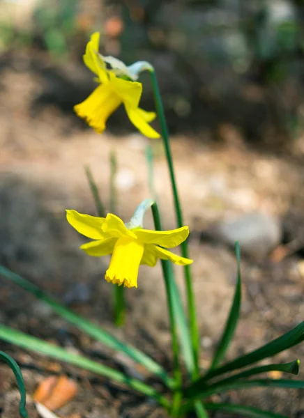 Žluté narcisy květ — Stock fotografie