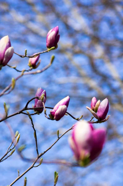 Magnolia árbol floreciendo —  Fotos de Stock