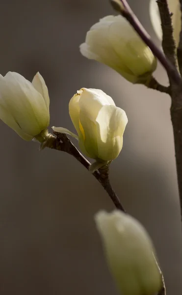 Magnolienbaum blüht — Stockfoto