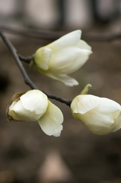 Magnolienbaum blüht — Stockfoto