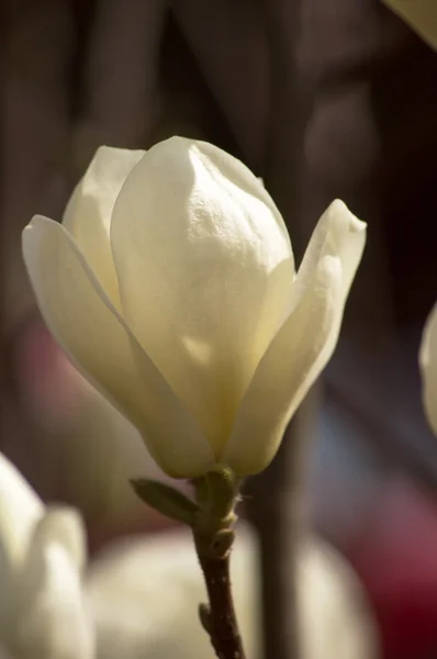 Magnoliaträd blommar — Stockfoto