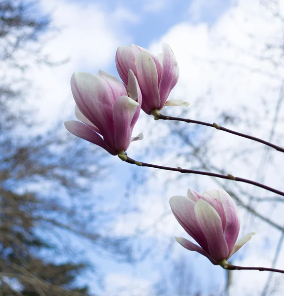 Magnolia tree blooming — Stock Photo, Image