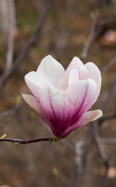 Magnolienbaum blüht — Stockfoto