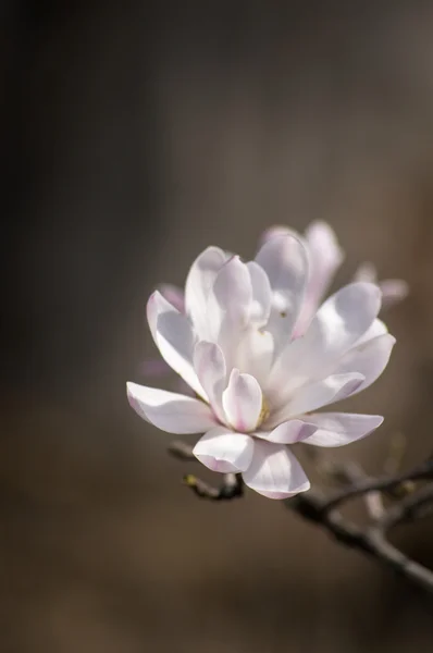 Kwitnące drzewa magnolii — Zdjęcie stockowe