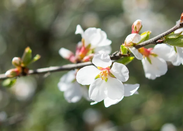 Cherry tree — Stock Photo, Image