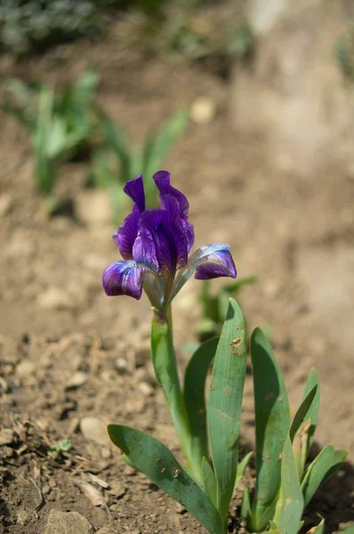 Iris flower — Stock Photo, Image