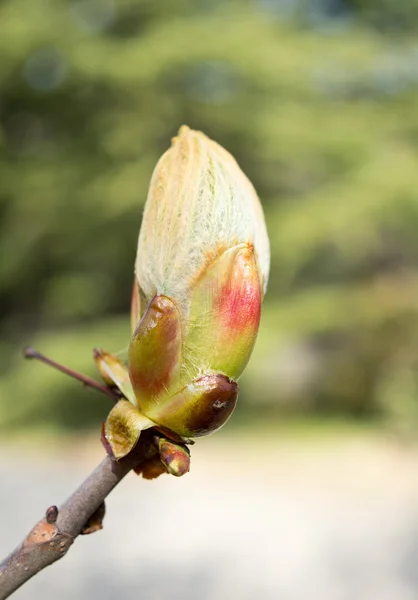Primeras hojas de castaño —  Fotos de Stock