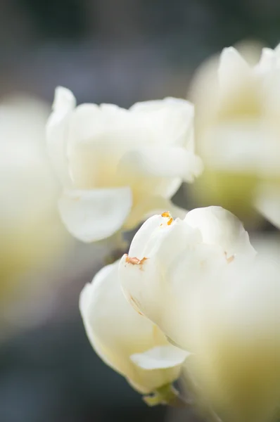 Magnoliaträd blommar — Stockfoto