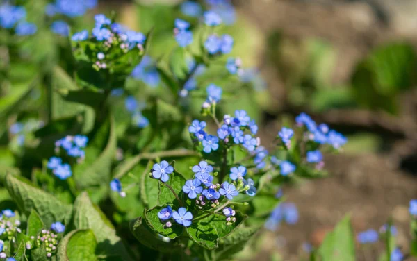 Forget-me-not spring flower close up — Stock Photo, Image