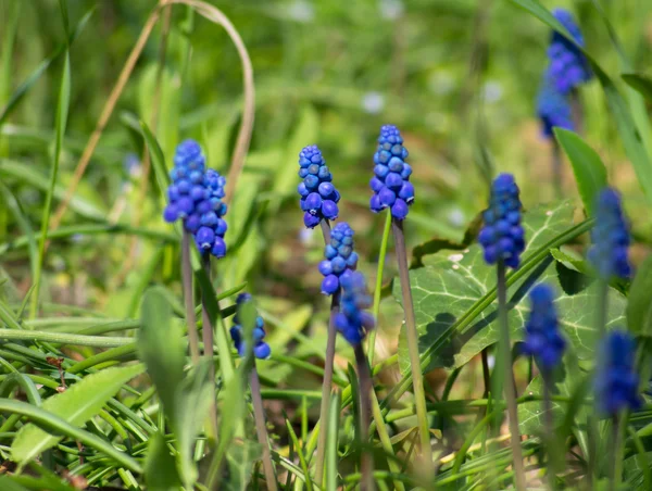Druvor hyacint — Stockfoto