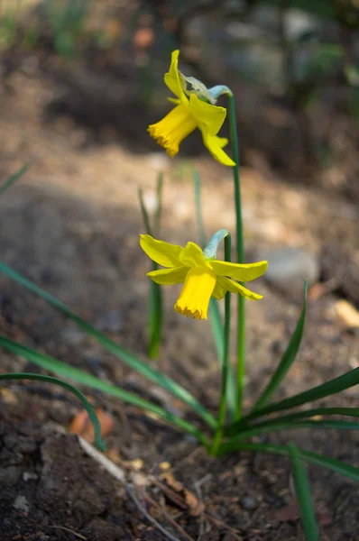 Žluté narcisy květ — Stock fotografie